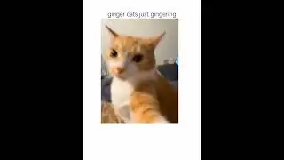 Average Ginger Cat's