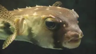 Facts: The Porcupinefish