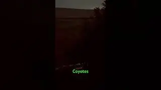 Another kind of coyote ridge