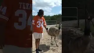 Stompy the chillest emu 😎 @Agent00gaming #shorts #agent #emu #collab #notapet #alveus #mayahiga