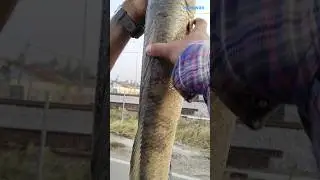 Touch this fish you see #fish #fishing #fishhunting #asia #shorts #ytshorts #funny @FishingBDD