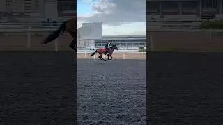 Обзор лошади нашего отделения ☺️ Валахия🩷 А у вас есть любимая лошадь? #horse#скачки#лошади#скаковые