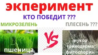 ВЫЖИВЕТ Микрозелень пшеницы против плесени? Триходерма вериде и Фитоспорин-М против гриба Мукор