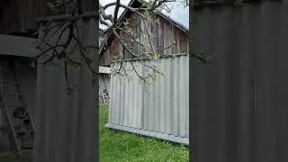 Три девицы под деревьями #cats#funnyanimals