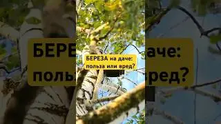 БЕРЁЗА на участке - плюсы и минусы