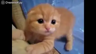 МИМИМИШНОСТЬ