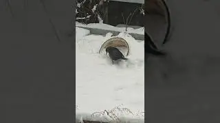 Что за птица и чем ее кормить? Прилетает каждый день)