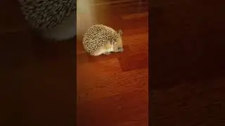 Лесной домовой