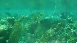 Finding Nemo Submarine Voyage Disneyland 2012 FULLHD by Dolbyman