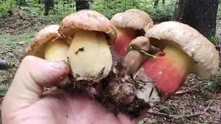ZACUSCĂ CU HRIBI🍄CRĂNȚĂNEI LA OȚET