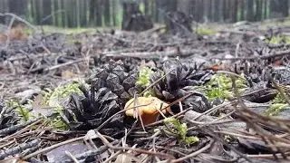 Где растут лисички? В сосновом лесу!