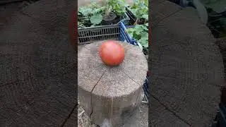 Гарвардский сквер. Он или не он? 