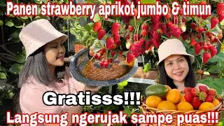 PANEN STRAWBERRY APRIKOT JUMBO DAN TIMUN GRATISSS || LANGSUNG NGERUJAK SAMPE PUASSS!!!