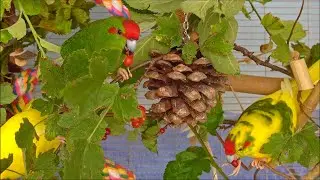 Kakariki - Joy and Berry