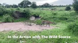 Leopard Mama Sayari Hunts Scrub Hare