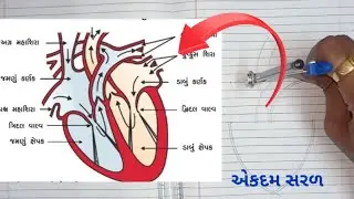 Human Heart || માનવ હૃદયની આકૃતિ દોરો પરિકરની મદદથી