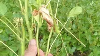 соя мустанг Р03Т68