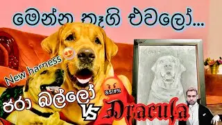 ජරා බල්ලෝ vs ඩ්‍රැකියුලා 🤬