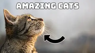 Amazing Facts About Cats: Did You Know These Things?