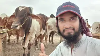🔴 15th Live At Sohrab Goth Cow Mandi 2021 | Bakra Eid 2021 | Cattle Market Karachi | Qurbani Cows