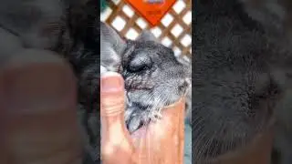 She loves head rubs