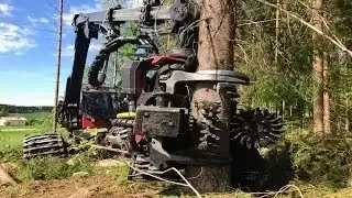 Modern Long Reach Excavator Machine Working   Heavy Equipment Cutting Big Tree Machine