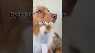 Pet Hair Dryer #petgrooming  #petblowdryer #homerunpet