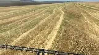 Уборка_New Holland CX 8080_Командировка_Ставрополье_Кавказ