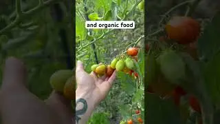 Living in Offgrid House                            #offgridliving #offgridlife