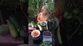 Звезда не звезда.. #юмор #прикол #смешноевидео #огород #shorts #заезда