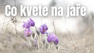 Jarní kyti | kde je najdeme a na co jsou dobré