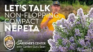 Let's Talk Compact & Non-flopping Varieties of Nepeta  💜 Garden Guru Sean at The Gardener's Center