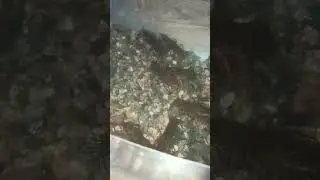 биоплато для басейна, раки