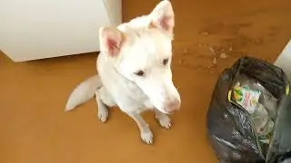 Лисенок