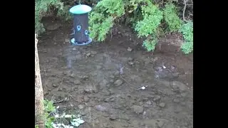 Live: Calming Creek with Bird Sounds for Deep Relaxation, Meditation, and Sleep