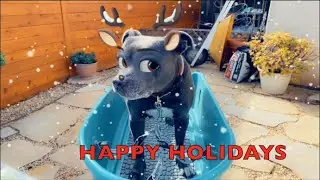 DOGGIES CHRISTMAS VIDEO | My dog wants to be a reindeer | Christmas 2022
