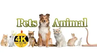 Pets_Animals_FHD_VIDEO_@4kuhdvideos722