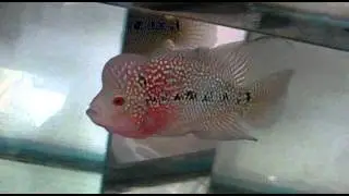 Video015