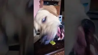 Сила Воли 😂