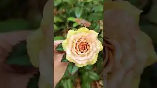 натуральная роза своими руками