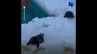 Нерпы Крошик и Шлиссик грациозно спешат на завтрак