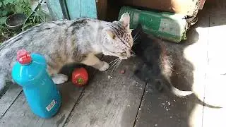 Habib / Black Cat