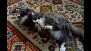 Знакомство взрослой кошки и щенка. Как Муся восприняла Багиру? 4-й день. Играем с Мусей, болтаем