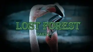 Lost Forest Part I | San Diego Zoo