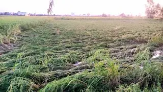 Shadeed Barish k bad Monji ki Fasal gir gaye // An overview of Rice Crop