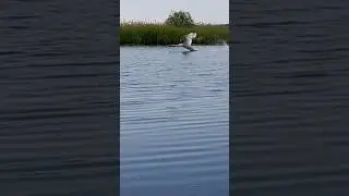 Высший пилотаж