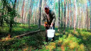 Грибник напрягся, увидев ЭТО! ГРИБАЛКА в Карельской тайге.