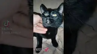 #catfamily 🌸