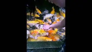 Karmienie rybek w Palmiarni w Poznaniu