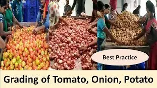 Grading and Sorting of Tomato, Onion, Potato || Agri Wale || Vegetable value chain